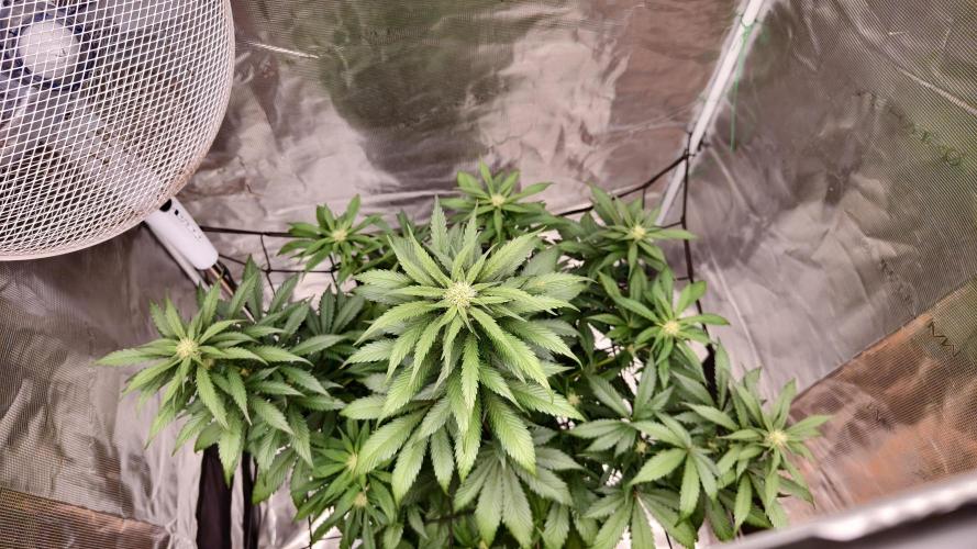 Sweet Mandarine Zkittlez XL Auto. Week 5
