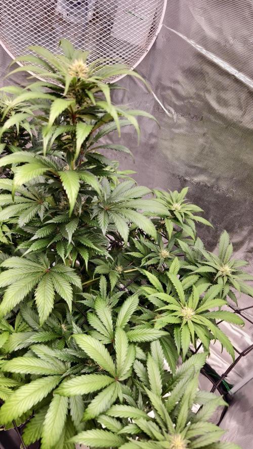 Sweet mandarine zkittlez XL auto *. Week 6