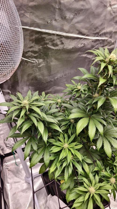 Sweet mandarine zkittlez XL auto *. Week 6