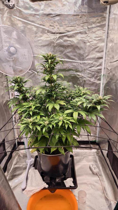 Sweet mandarine zkittlez XL auto *. Week 6