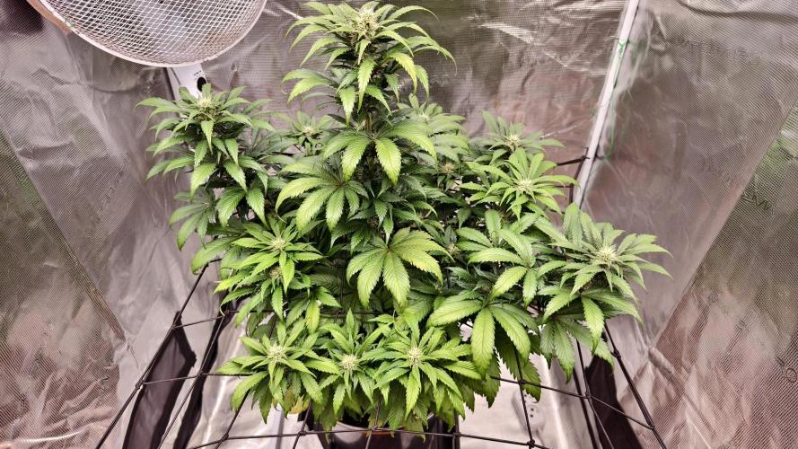Sweet mandarine zkittlez XL auto *. Week 6