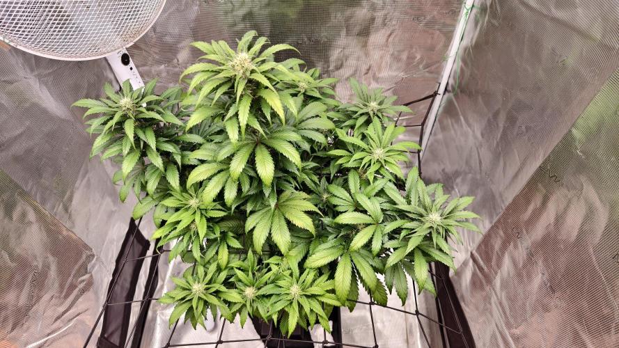 Sweet mandarine zkittlez XL auto *. Week 6