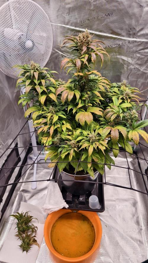 Sweet mandarine zkittlez XL auto *. Week 6