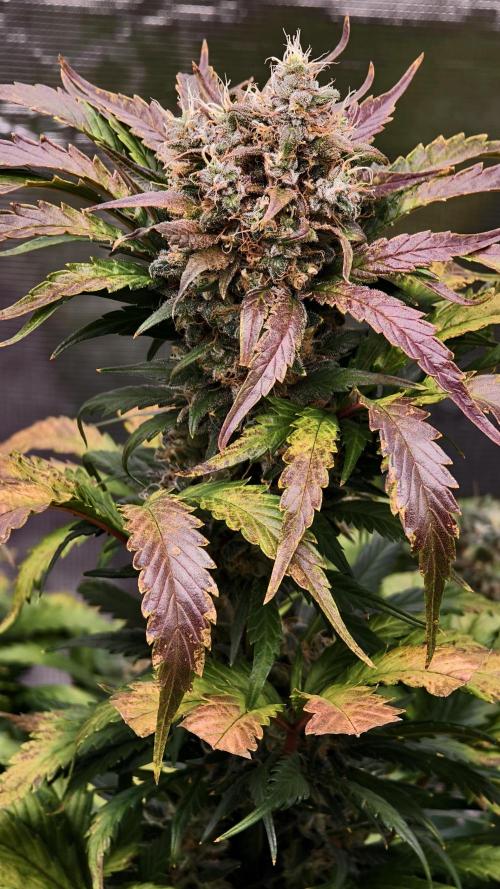 Sweet mandarine zkittlez XL auto *. Week 6