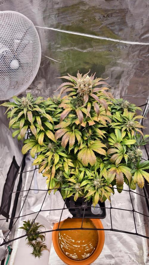 Sweet Mandarine Zkittlez XL Auto. Week 6