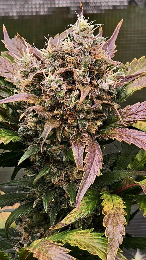 Sweet mandarine zkittlez XL auto *. Week 8