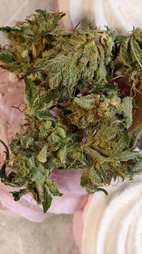 Sweet mandarine zkittlez XL auto *. Week 8