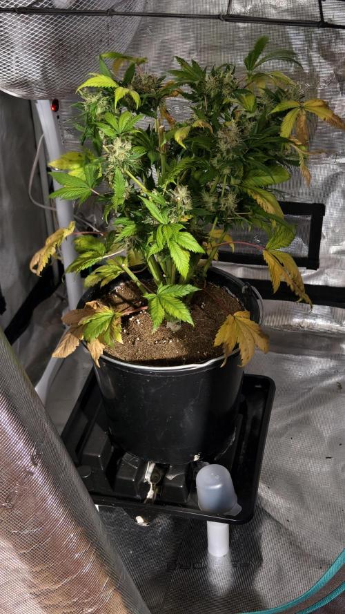 Sweet mandarine zkittlez XL auto *. Week 8