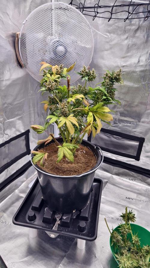 Sweet mandarine zkittlez XL auto *. Week 8