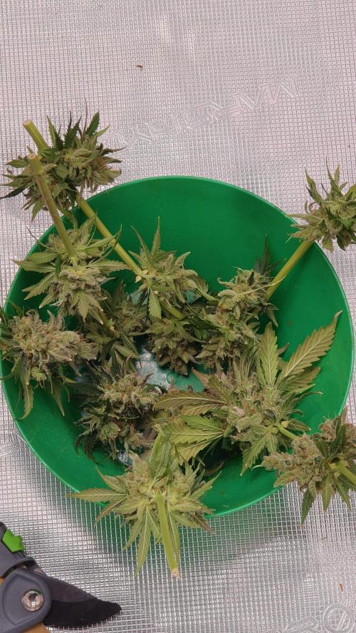 Sweet mandarine zkittlez XL auto *. Week 8