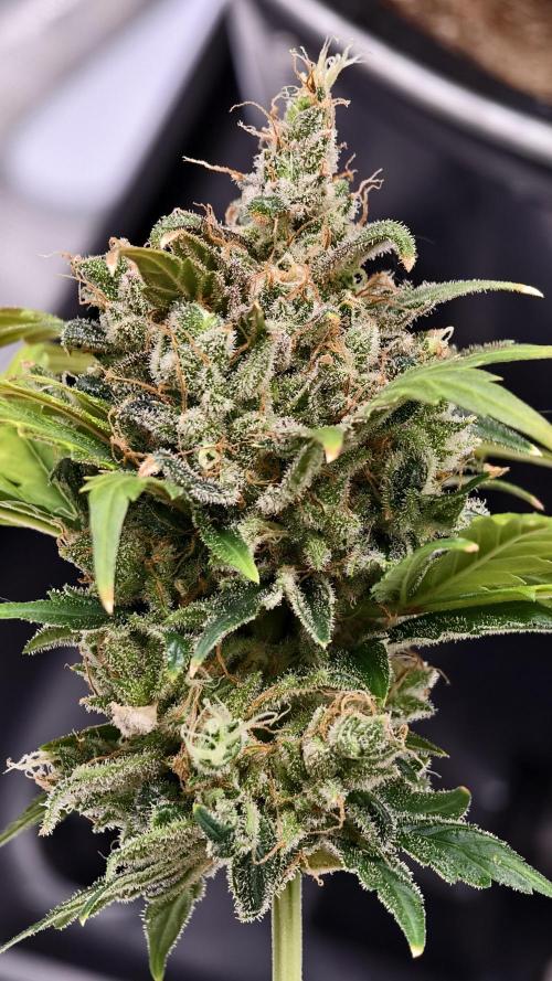 Sweet mandarine zkittlez XL auto *. Week 8
