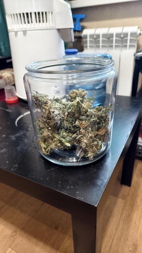 Sweet mandarine zkittlez XL auto *. Week 8