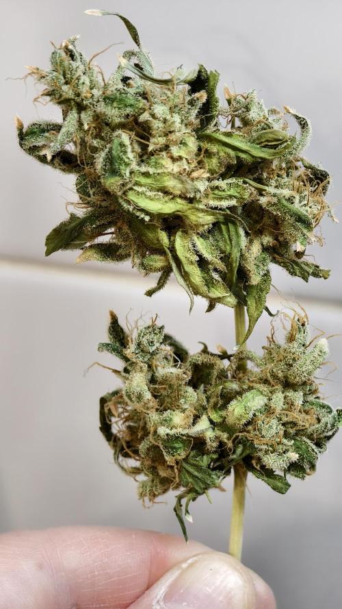 Sweet Mandarine Zkittlez XL Auto. Week 8