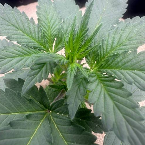 Custom Breeder & Strain Frosted Flintstone grow journal by Snooks