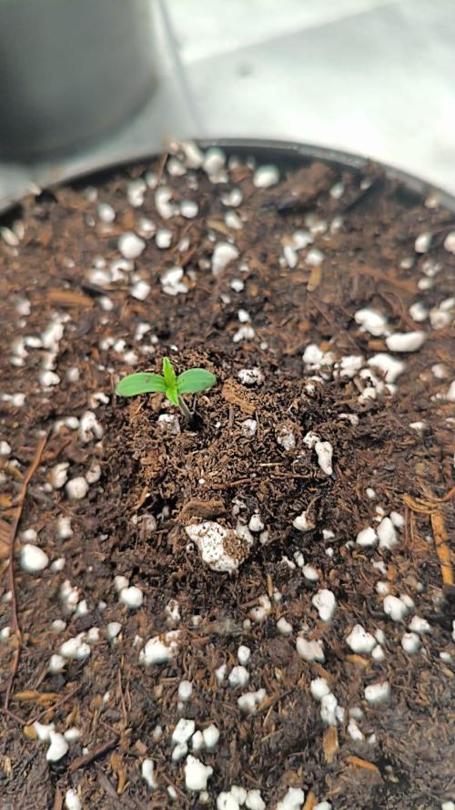 Cbd Critical xxl. Week 0 - :)