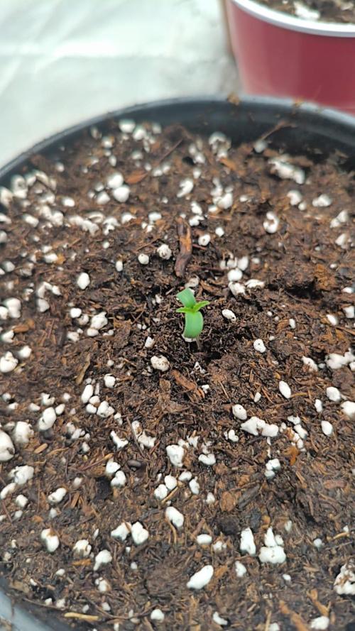 Cbd Critical xxl. Week 0 - :)