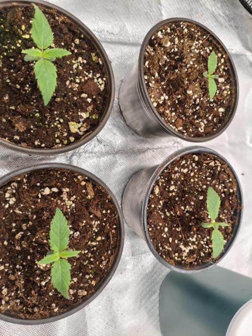 Cbd Critical xxl. Week 1