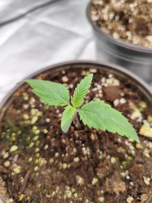 Cbd Critical xxl. Week 1