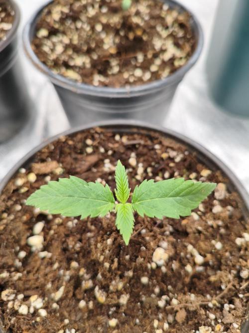 Cbd Critical xxl. Week 1