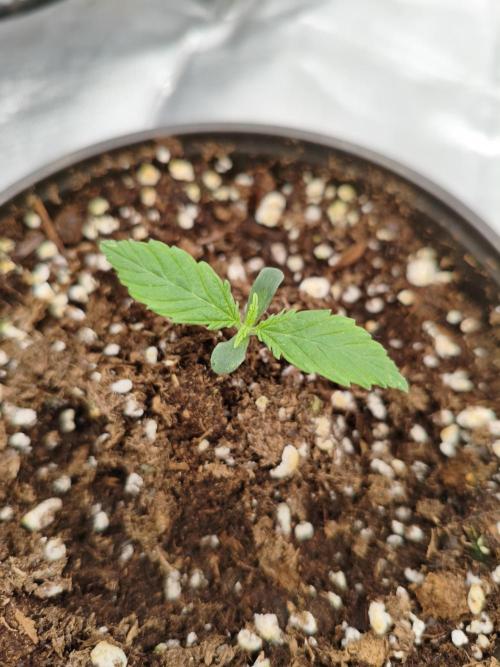 Cbd Critical xxl. Week 1