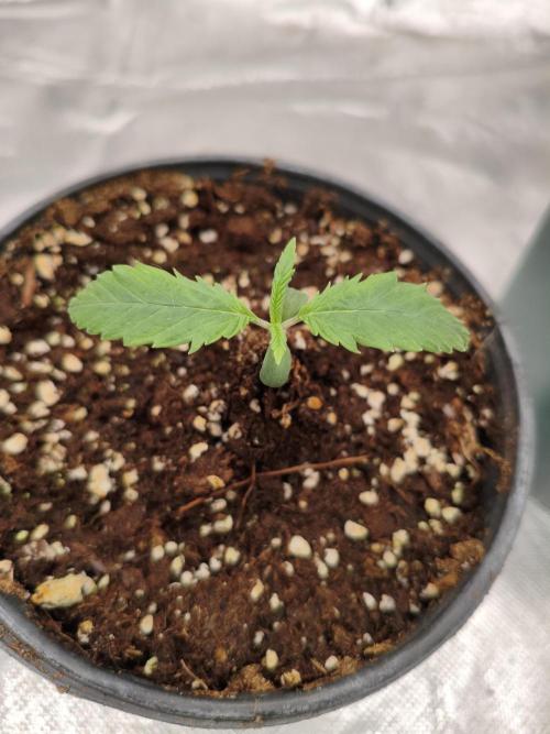 Cbd Critical xxl. Week 1