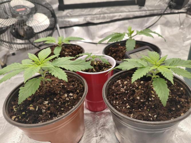 Cbd Critical xxl. Week 2