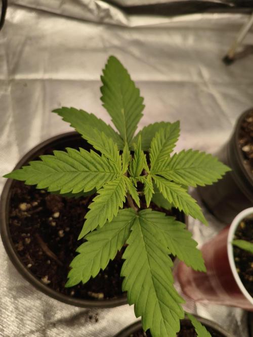 Cbd Critical xxl. Week 2