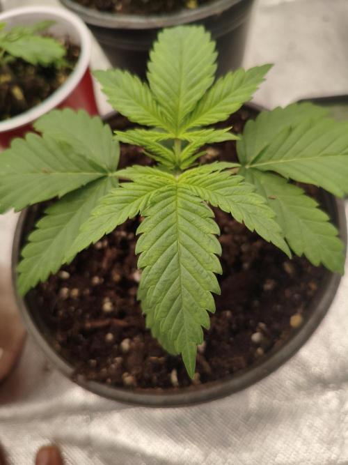 Cbd Critical xxl. Week 2