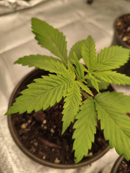 Cbd Critical xxl. Week 2