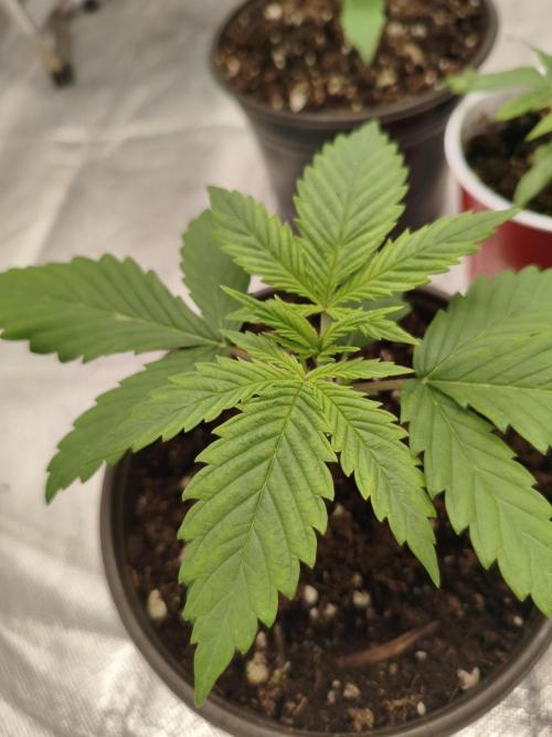 Cbd Critical xxl. Week 2