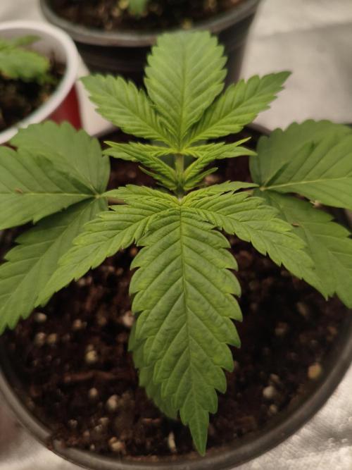 Cbd Critical xxl. Week 2