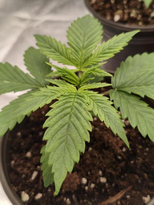 Cbd Critical xxl. Week 2