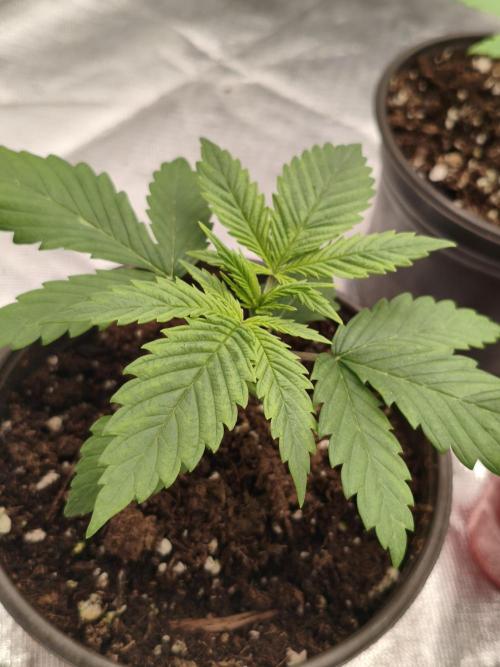 Cbd Critical xxl. Week 2