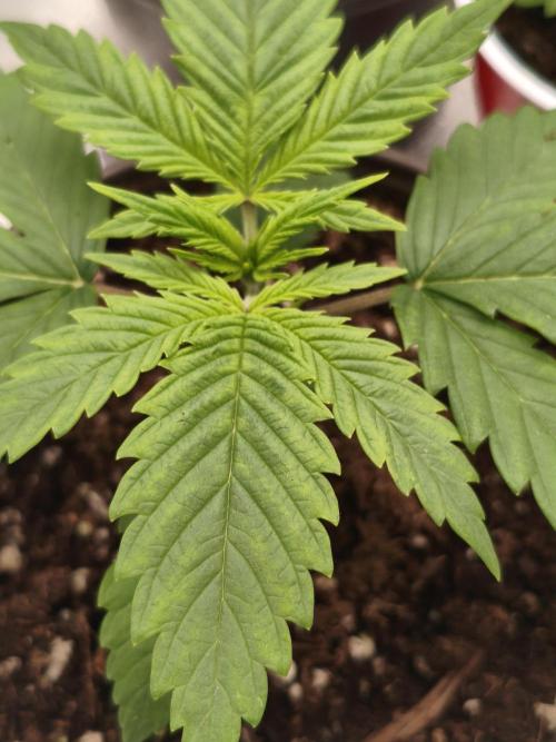 Cbd Critical xxl. Week 2