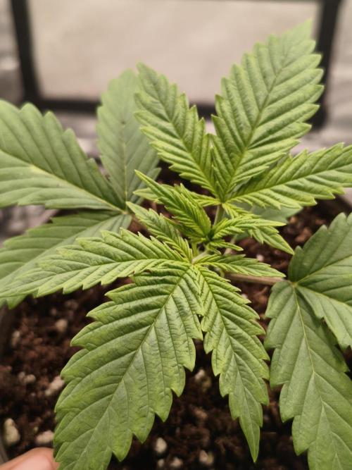 Cbd Critical xxl. Week 2