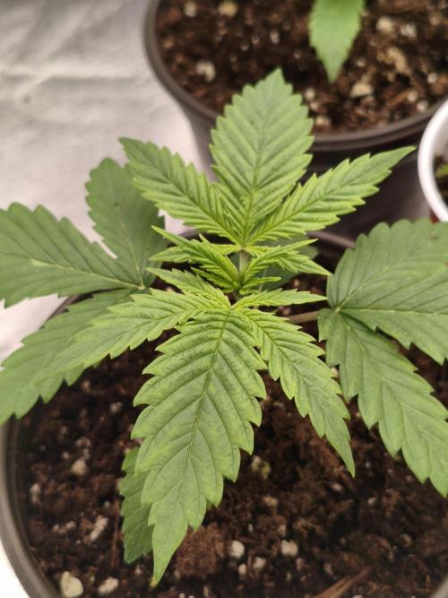 Cbd Critical xxl. Week 2