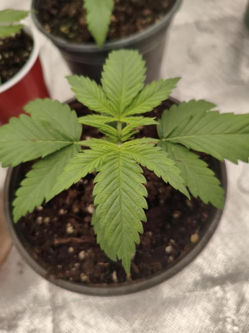 Cbd Critical xxl. Week 2