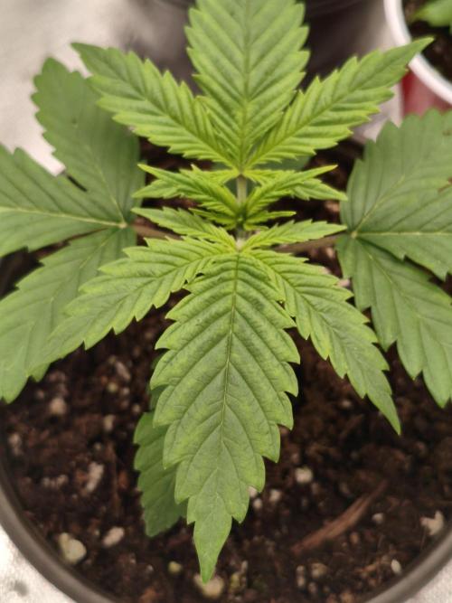 Cbd Critical xxl. Week 2