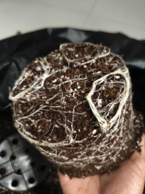 Cbd Critical xxl. Week 3