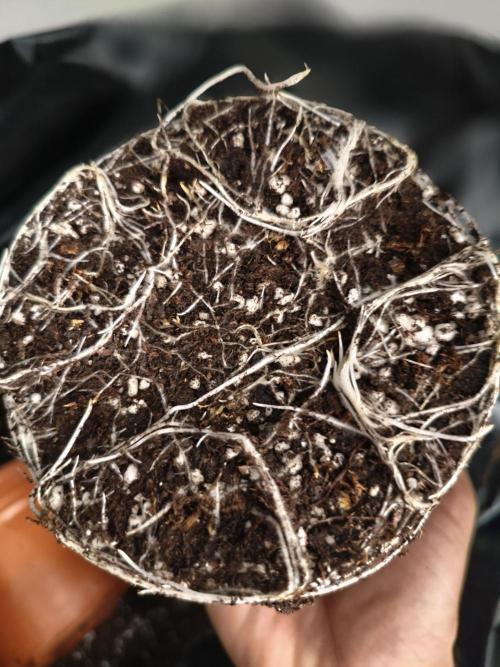 Cbd Critical xxl. Week 3