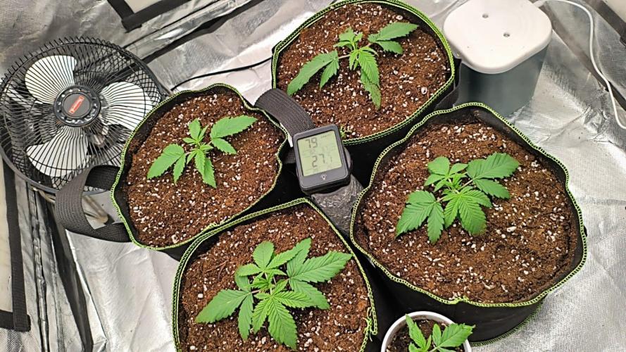 Cbd Critical xxl. Week 3