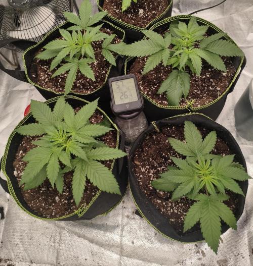 Cbd Critical xxl. Week 3