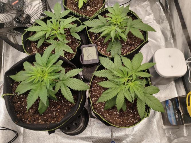 Cbd Critical xxl. Week 3