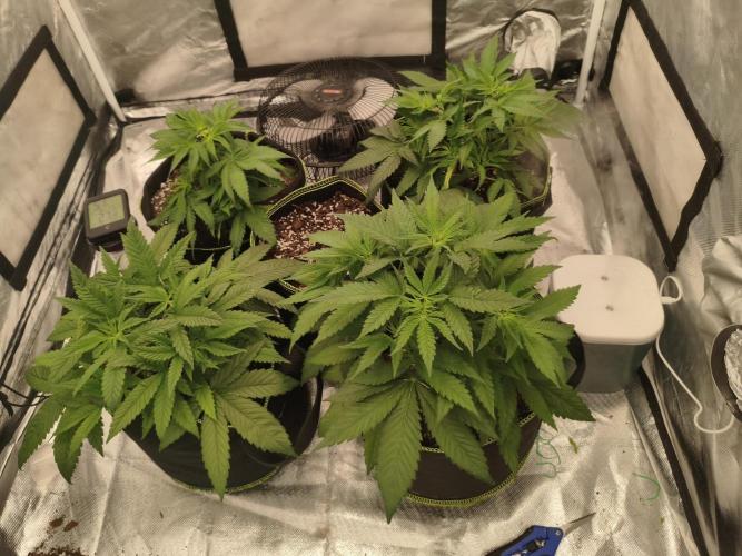 Cbd Critical xxl. Week 4