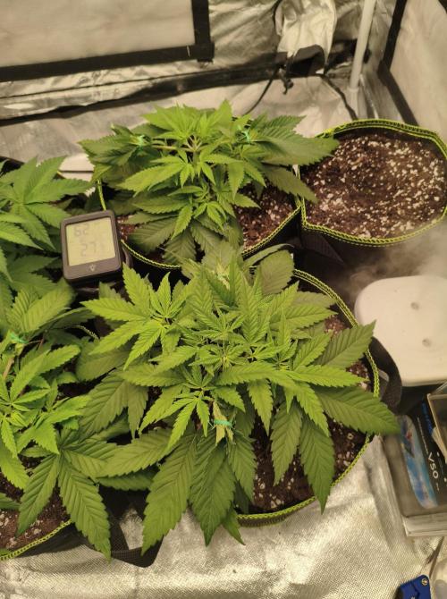 Cbd Critical xxl. Week 4