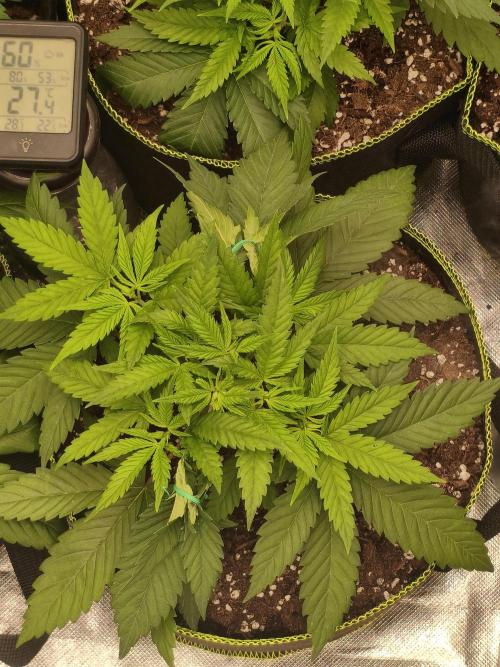 Cbd Critical xxl. Week 4