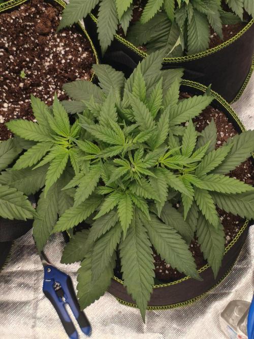 Cbd Critical xxl. Week 4