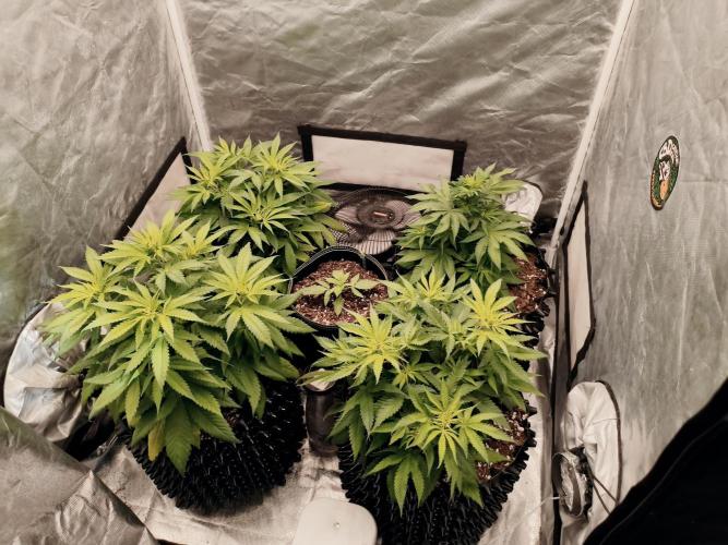 Cbd Critical xxl. Week 5