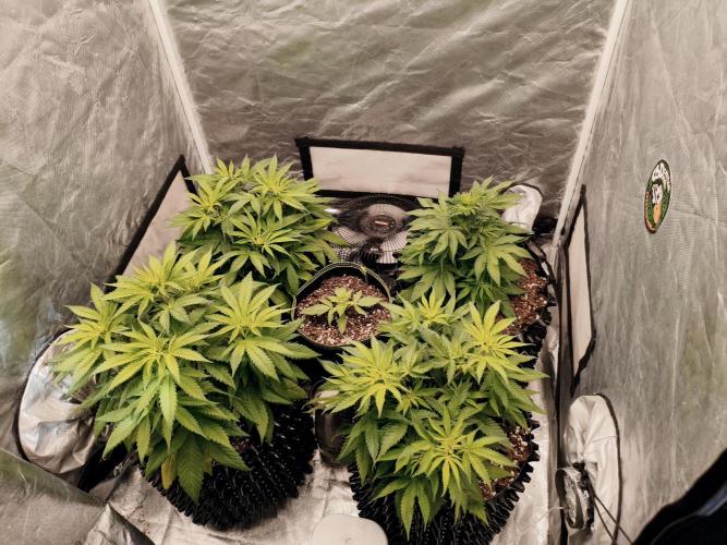 Cbd Critical xxl. Week 5