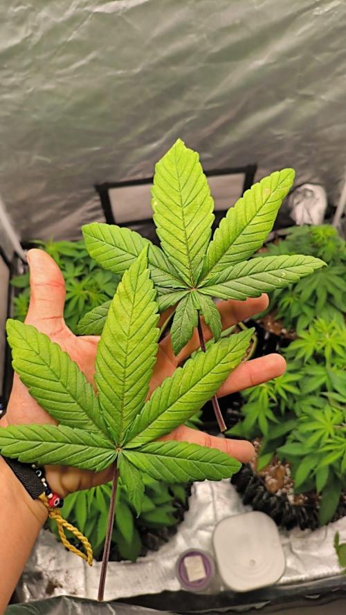 Cbd Critical xxl. Week 5